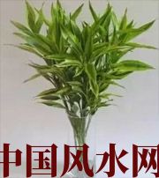 济源十二生肖养什么植物最旺财运？你知道吗！